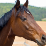 What is a healthy body score for your horse?