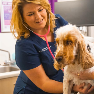 Laura Bateman BVMedSci (Hons) BVM BVS PGCert STS MRCVS