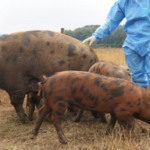 BPEX Body condition scoring and best practice farrowing management trials