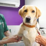 The value of pet insurance