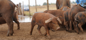 Group of brown pigs on a farm