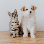 Do you dread ‘firework season’?