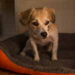 How to help your pet this ‘firework season’