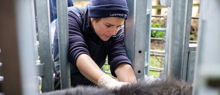 Contact Us - Farm Vets in Cholsey