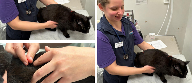 Western Veterinary Acupuncture