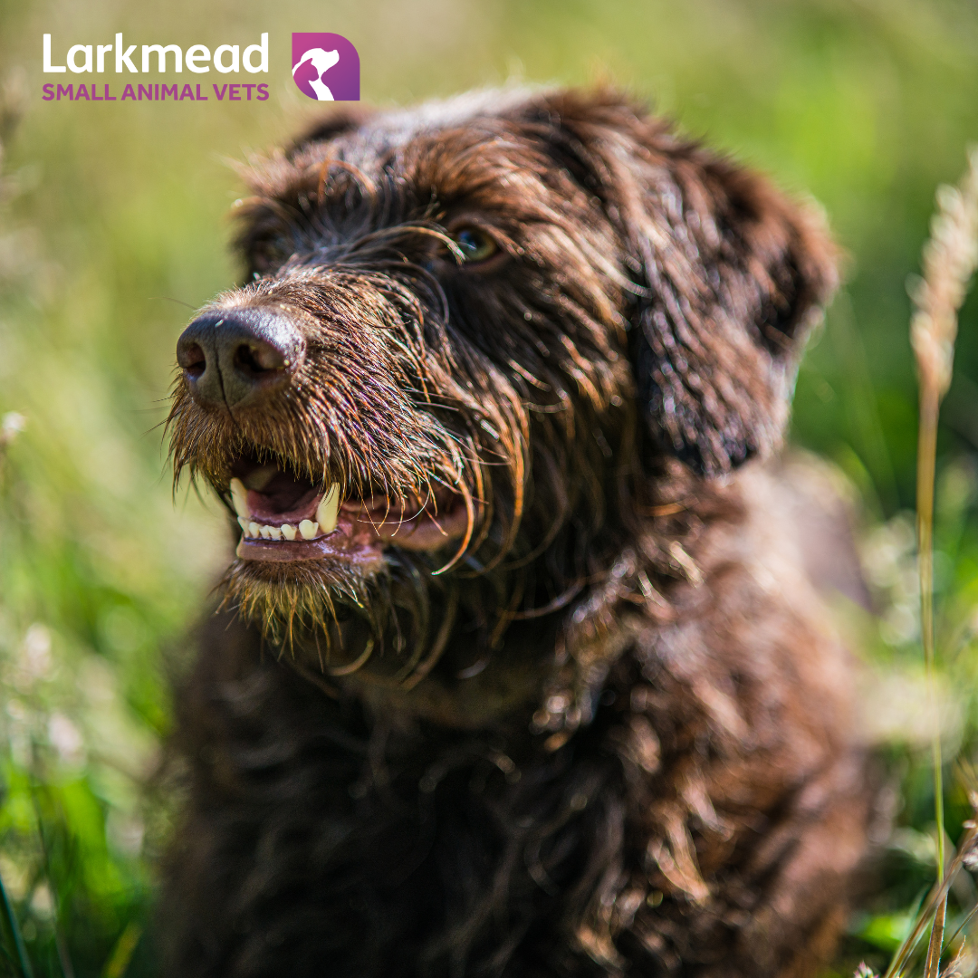 What’s lurking in the grass?