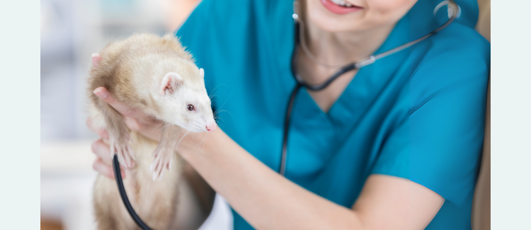 Care for Ferrets