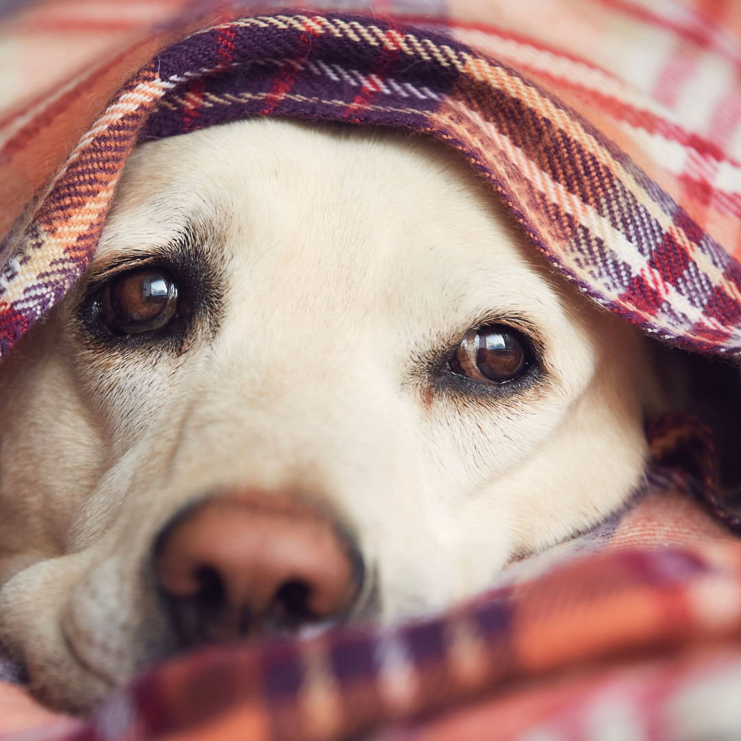 Safe Spaces during Fireworks Season