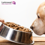 Why wait to help your dog lose weight?