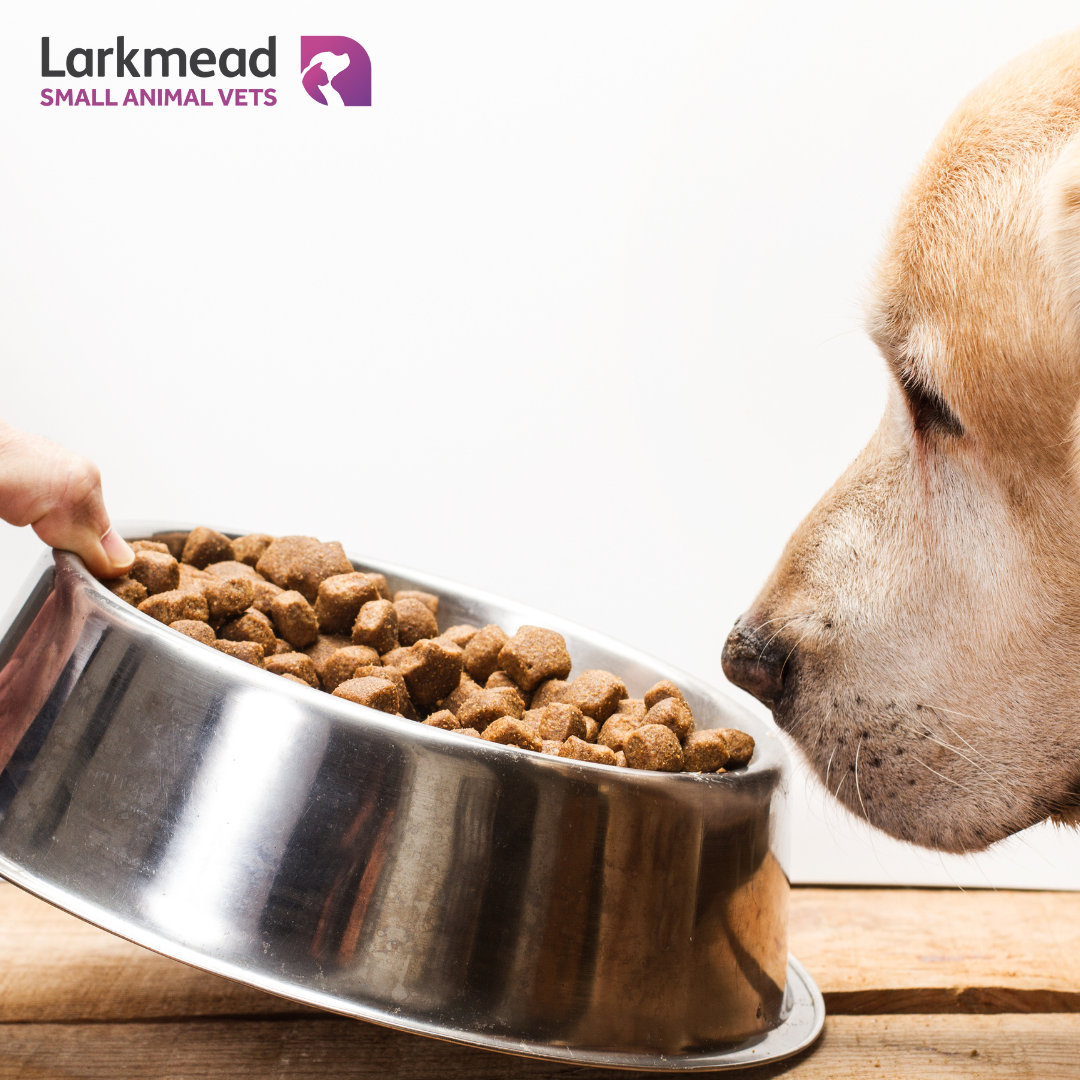 Why wait to help your dog lose weight?