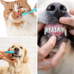 Why it’s important to look after your pet’s teeth
