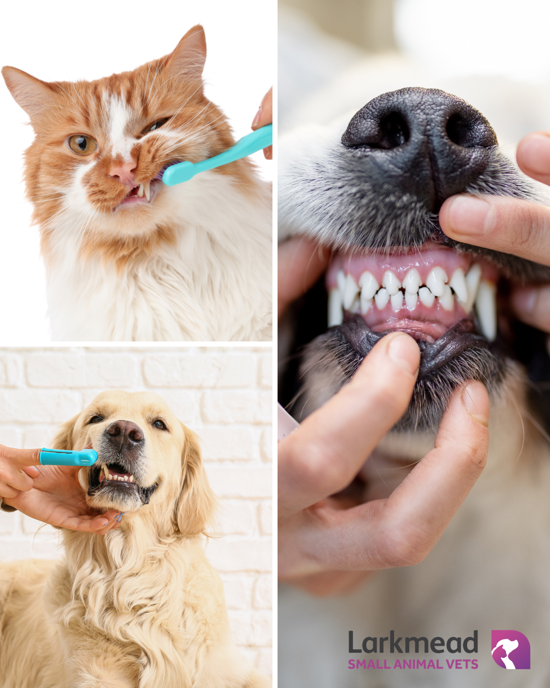 Why it’s important to look after your pet’s teeth