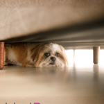 Now is the time to start fireworks training!