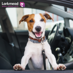 Travelling with your pet this summer?