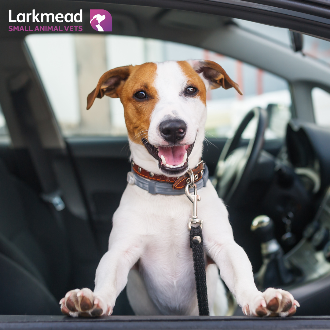 Travelling with your pet this summer?