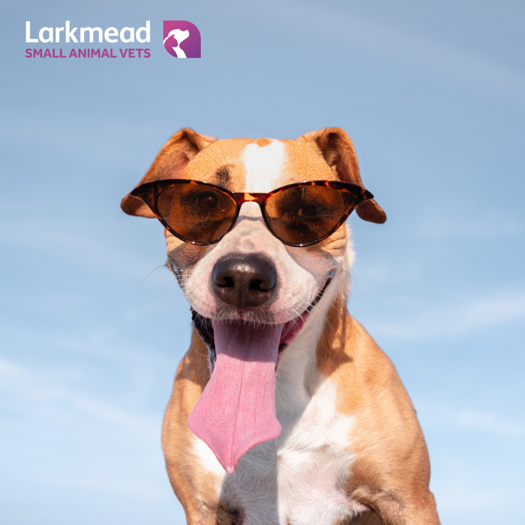 Keeping Pets Safe in the Heat